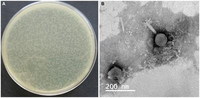 Isolation and characterization of phage ISTP3 for bio-control application against drug-resistant Salmonella